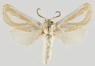 Mormogystia reibellii