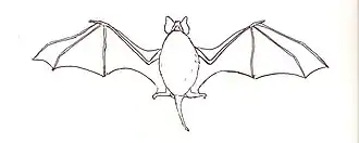 Mormopterus kalinowskii