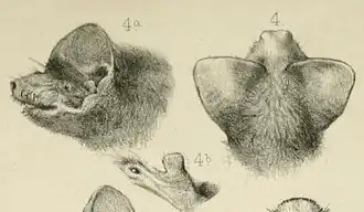 Micronomus norfolkensis