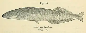 Mormyrops batesianus