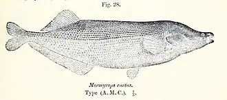 Mormyrops curtus