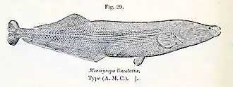 Mormyrops lineolatus