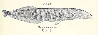 Mormyrops mariae