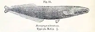 Mormyrops microstoma