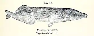 Mormyrops nigricans