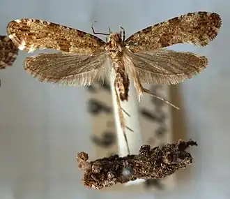 Morophaga choragella Elfenbankjesmot