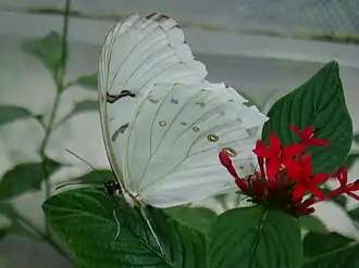 Morpho polyphemus
