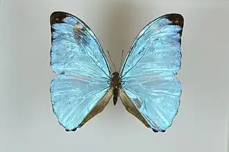 Morpho eugenia