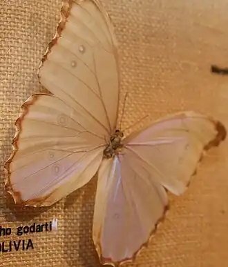Morpho godartii