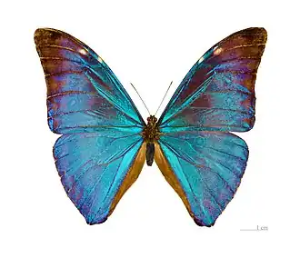 Morpho marcus