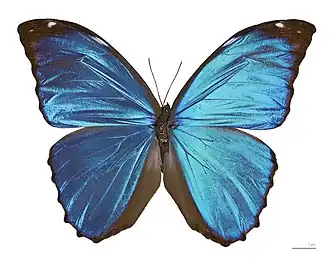 Morpho menelaus