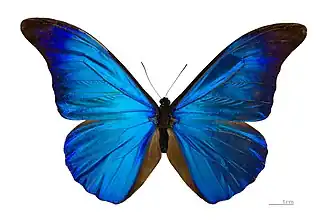 Morpho rhetenor