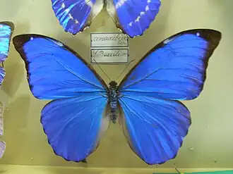 Morpho anaxibia