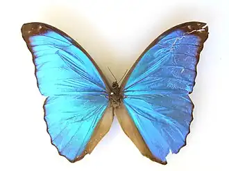 Morpho didius
