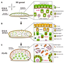 Morfologische veranderingen en somatische celdifferentiatie langs de corticaal-medullaire as vanaf het bipotentiële gonadale primordium bij E10.5 (E=embryonale dagen vanaf de bevruchting) tot de gedifferentieerde eierstok rond P5 (post natal=dagen na de geboorte). sex cords=geslachtsstrengen. mesonephros=oernier.