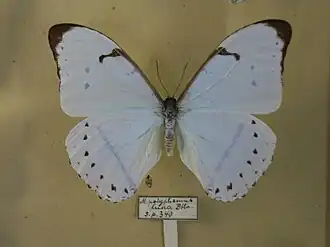 Morpho luna