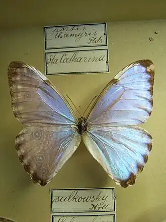 Morpho portis