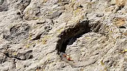 Voetafdruk van een sauropode dinosauriër in de Dakotaformatie op de oostelijke zijde van Dinosaur Ridge