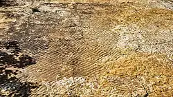 Versteende rimpelingen