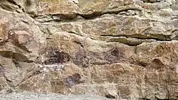 Gefossiliseerde beenderen van de achterpoot van een euornithopode dinosauriër op Dinosaur Ridge