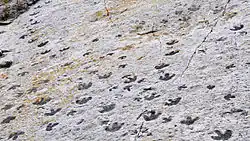 Dinosaur Freeway met de kleinere sporen van een ornithomimide en Caririchnium-sporen van een op Iguanodon lijkend dier