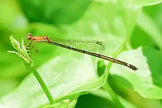 Mortonagrion varralli