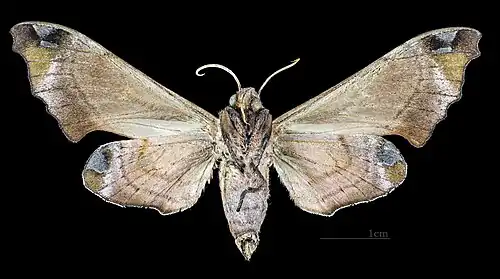 Morwennius decoratus ♀ △