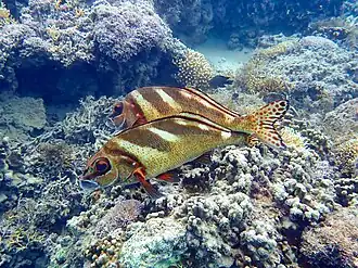 Cheilodactylus ephippium