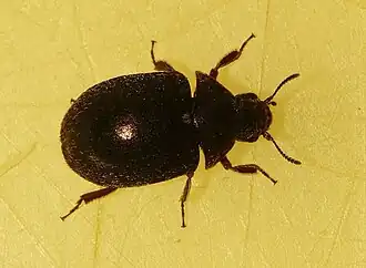 Chlorobyrrhulus aeneus