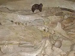 Pterygoïde tanden in de schedel van Godding