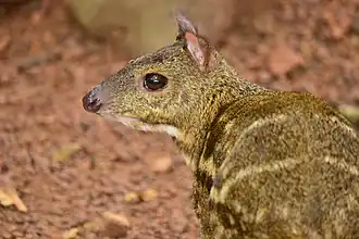 Geelgevlekt dwerghert