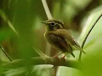 Kortstaartbreedbektiran