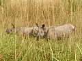 Indische neushoorns.