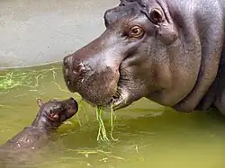 Nijlpaard (Hippopotamus amphibius) met jong