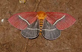 Pseudodirphia menander