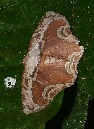 Sabulodes ornatissima