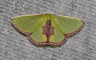 Synchlora astraeoides