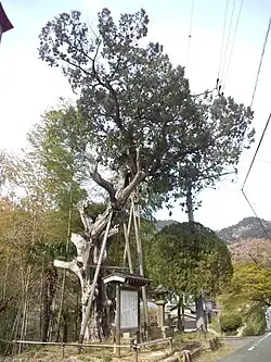 Heilige jeneverbes naast een boeddhistische tempel in Japan