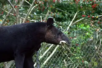 Bergtapir