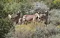Een familie Kaapse bergzebra's