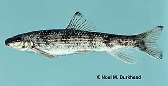 Moxostoma cervinum