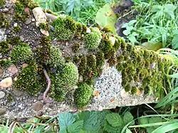 De associatie op een oude weilandpaal.