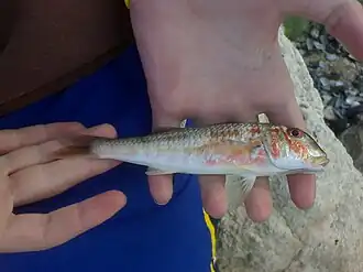 Mullus barbatus ponticus