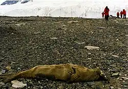 Gemummificeerd zeehondenkarkas