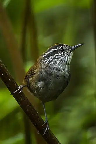 Munchiqueboswinterkoning