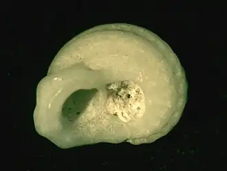 Munditia subquadrata