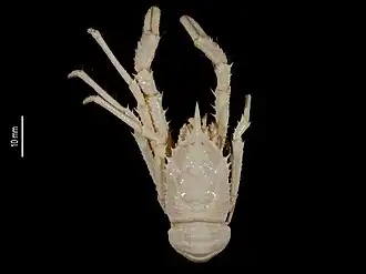 Munidopsis laurentae