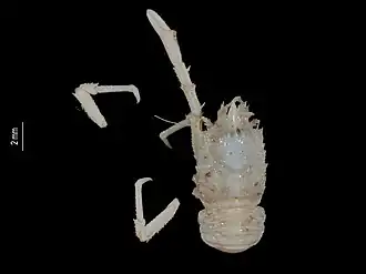 Munidopsis pectinata