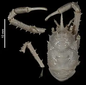 Munidopsis reynoldsi