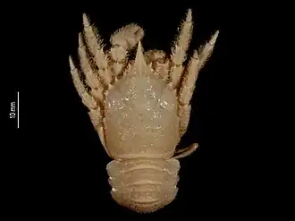 Munidopsis spissata